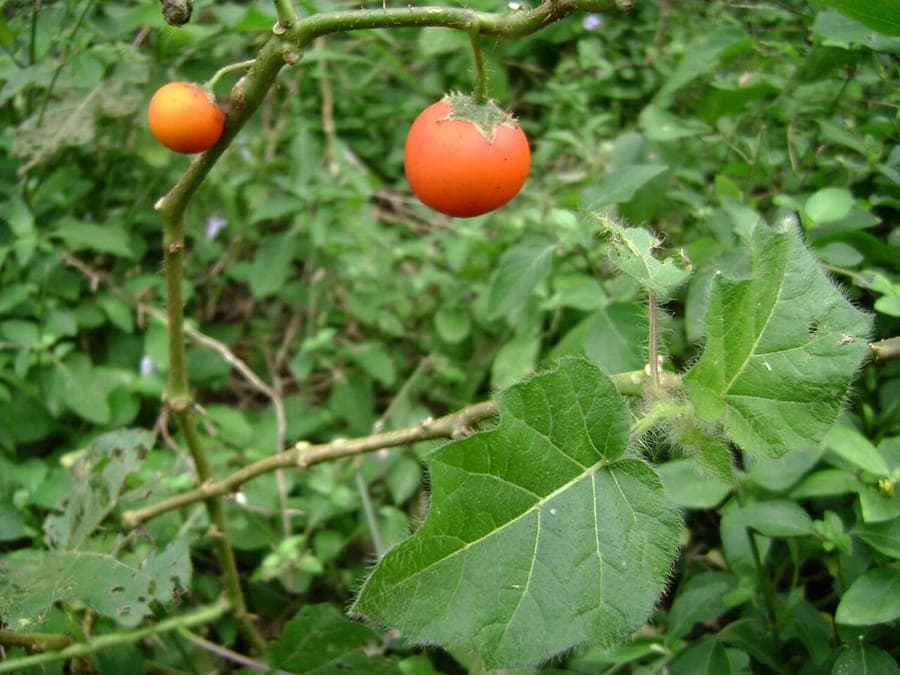 Solanum capsicoides cockroach-berry with white flowers and bright orange globe-shaped fruits