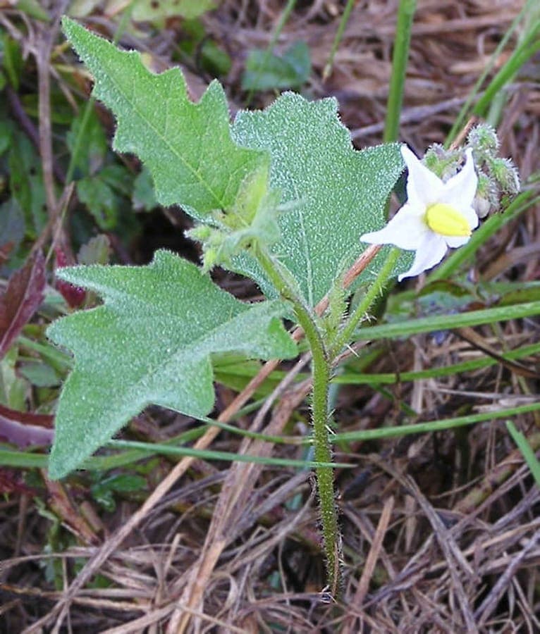 Carolina-Nachtschatten mit gelben sternförmigen Blüten und stacheligen Blättern in voller Sonne