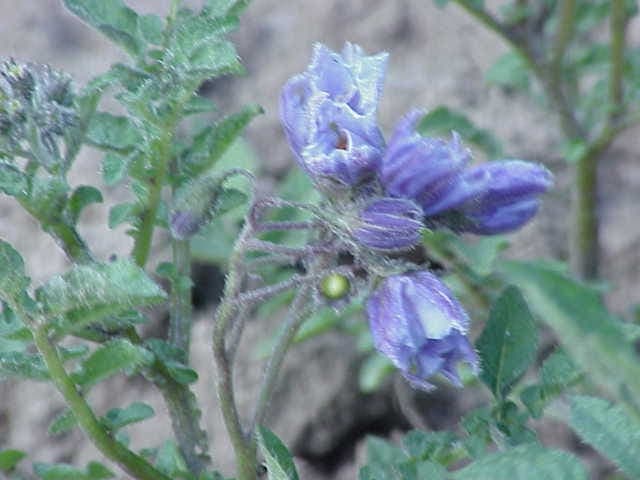 Solanum chacoense flowers and foliage in natural habitat