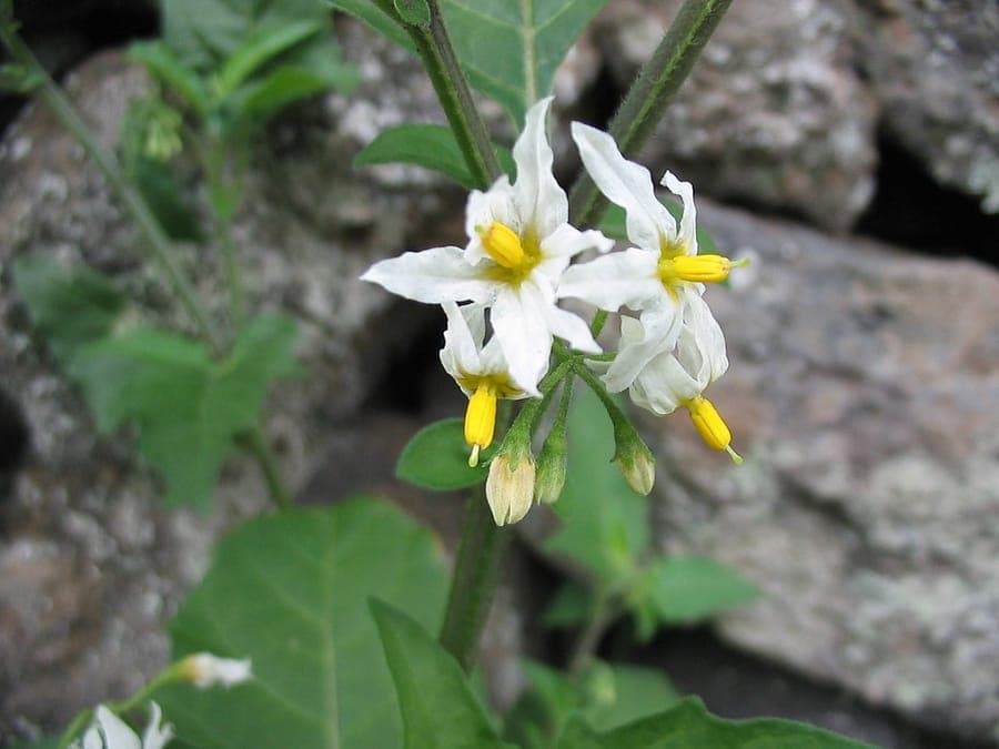 Solanum chenopodioides in full bloom in a sunny border with airy companion plants