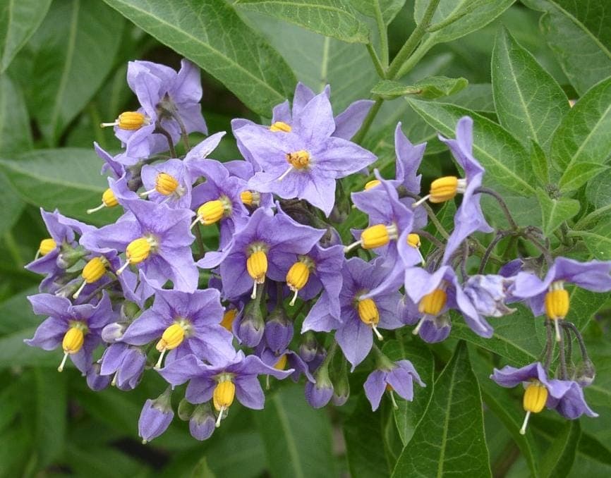 Solanum crispum mit blauen Bluten