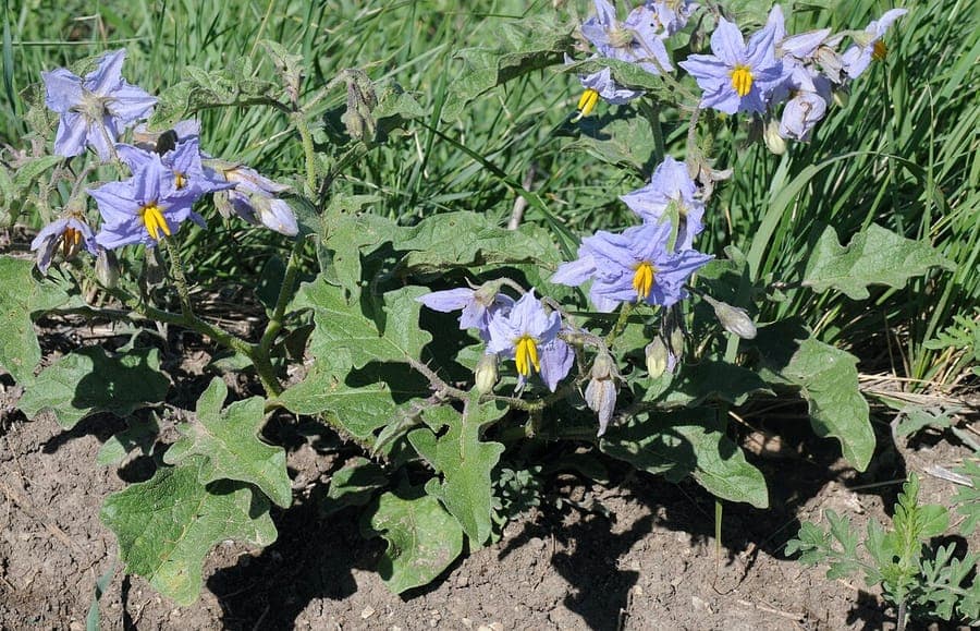 Solanum dimidiatum mit violetten Bluten