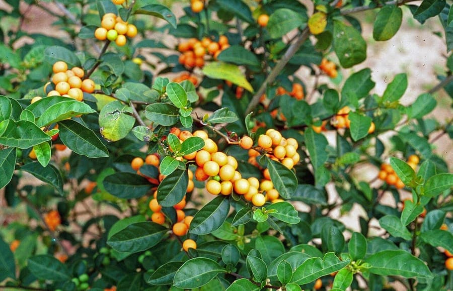 Solanum diphyllum bloemen en bessen in groei
