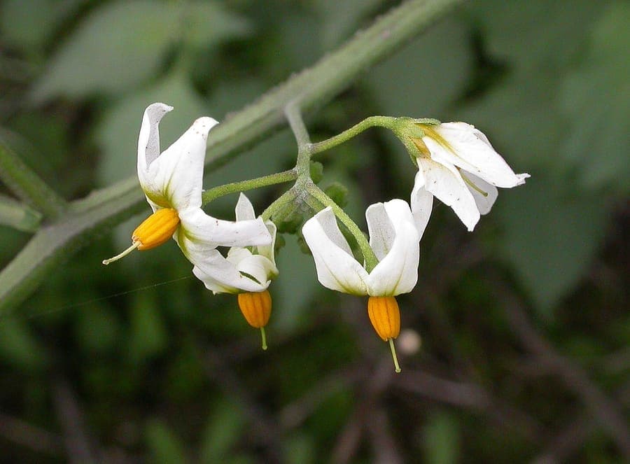 Solanum douglasii mit violetten Bluten