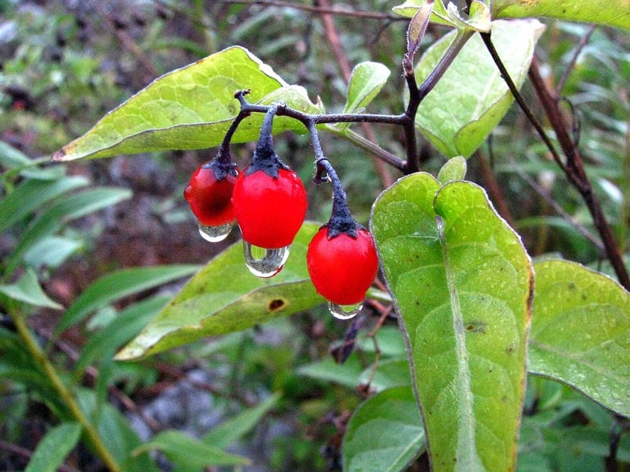 Bitter nightshade climbing on a wooden trellis with purple flowers and orange berries