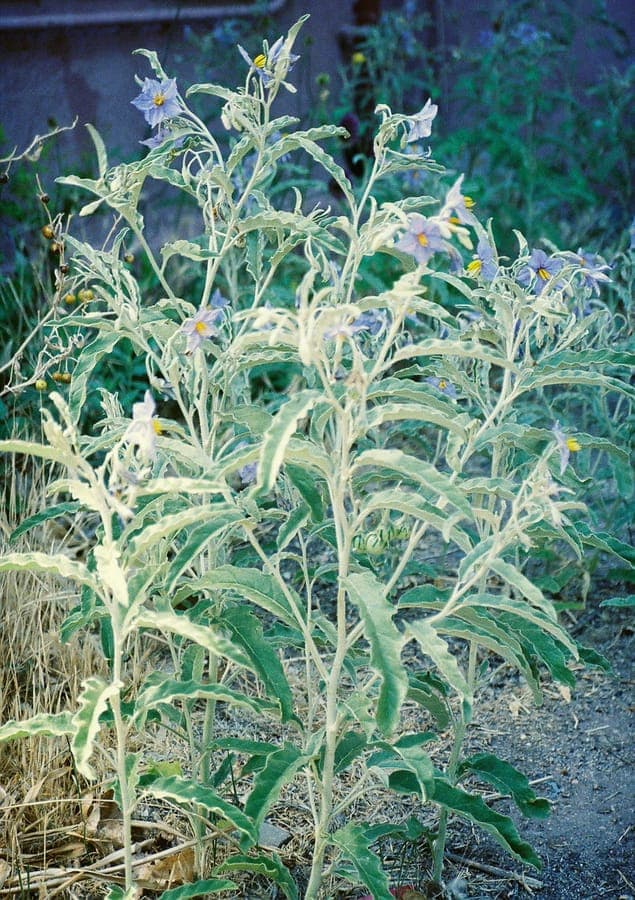 Solanum elaeagnifolium avec feuilles argentées et fleurs jaunes dans un massif sec et ensoleillé