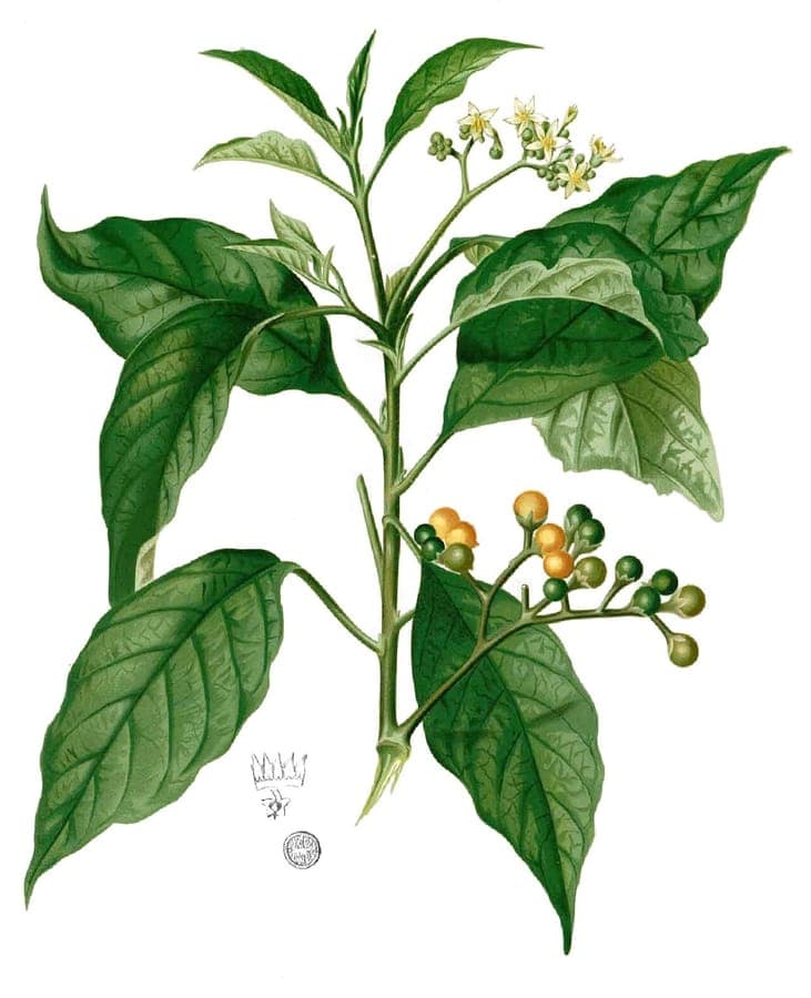 Solanum erianthum in bloom with characteristic white star-shaped flowers