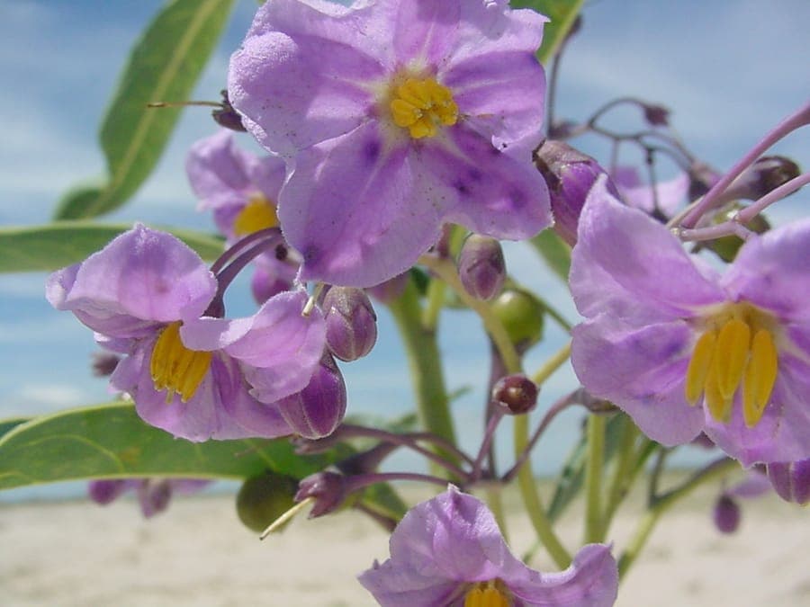 Solanum glaucophyllum with waxy foliage and yellow berries