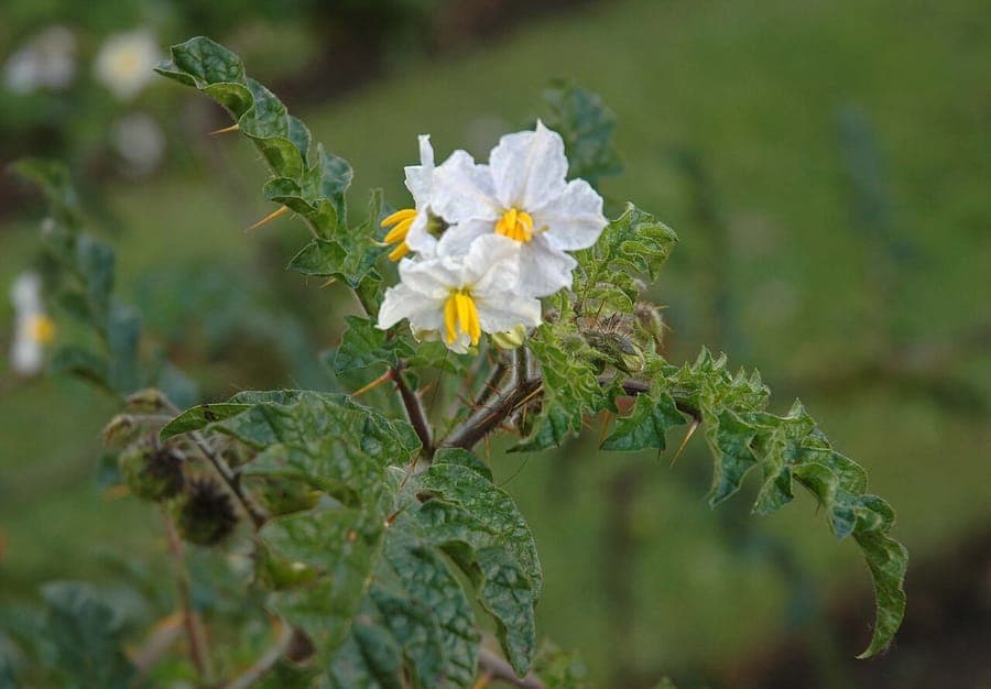 Melonleaf nightshade leaf and flower