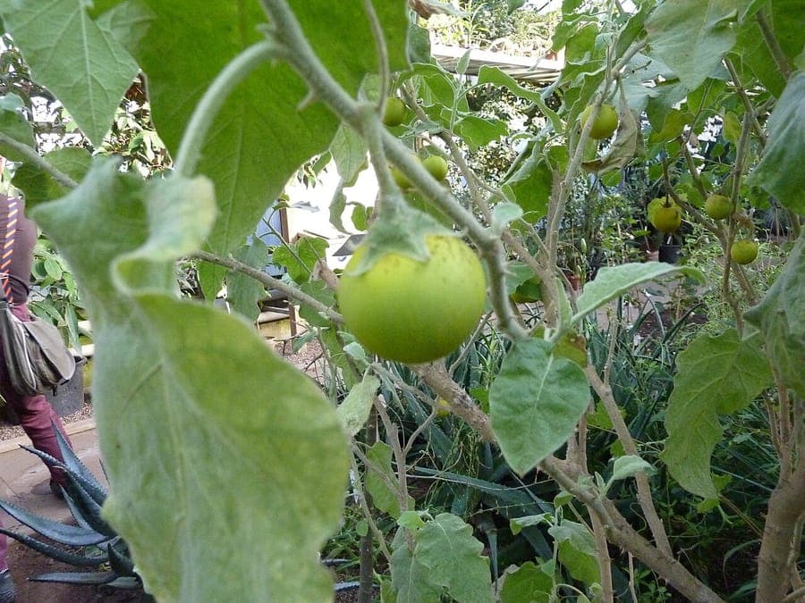 Bitter-apple plant with purple flowers and yellow fruits