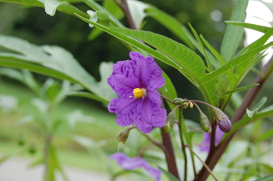 Solanum laciniatum plant met paarse bessen en diepgroene gefeerde bladeren