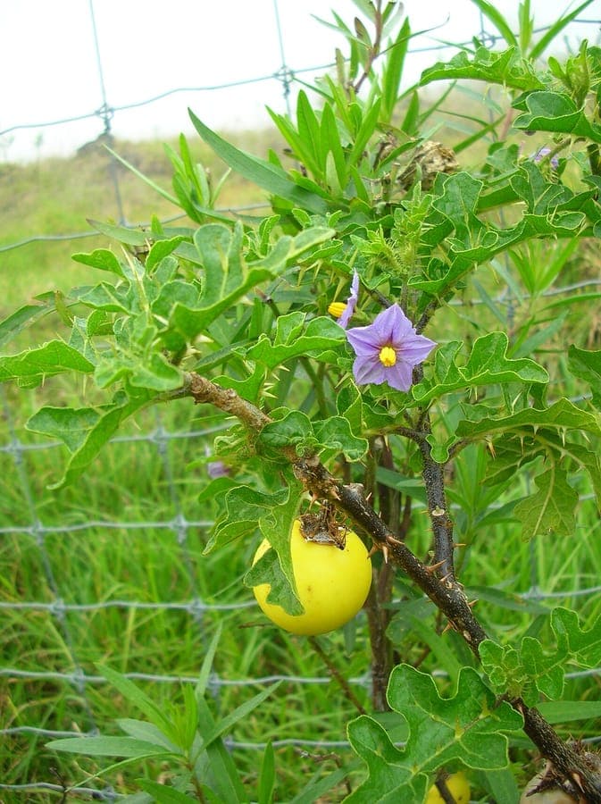Sodom-apple flowers and fruit