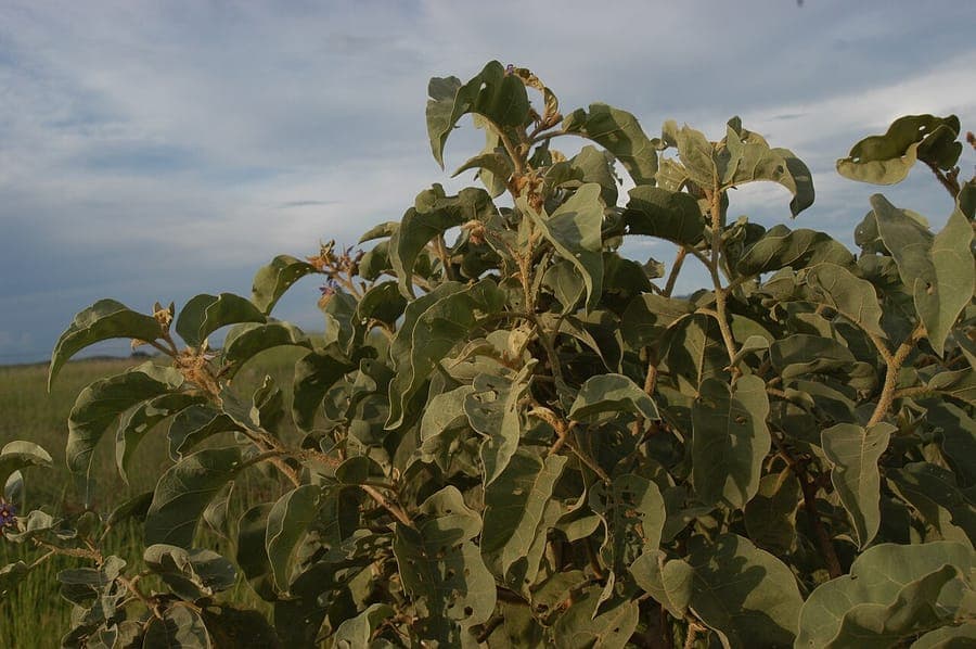 Solanum lycocarpum fruits and flowers