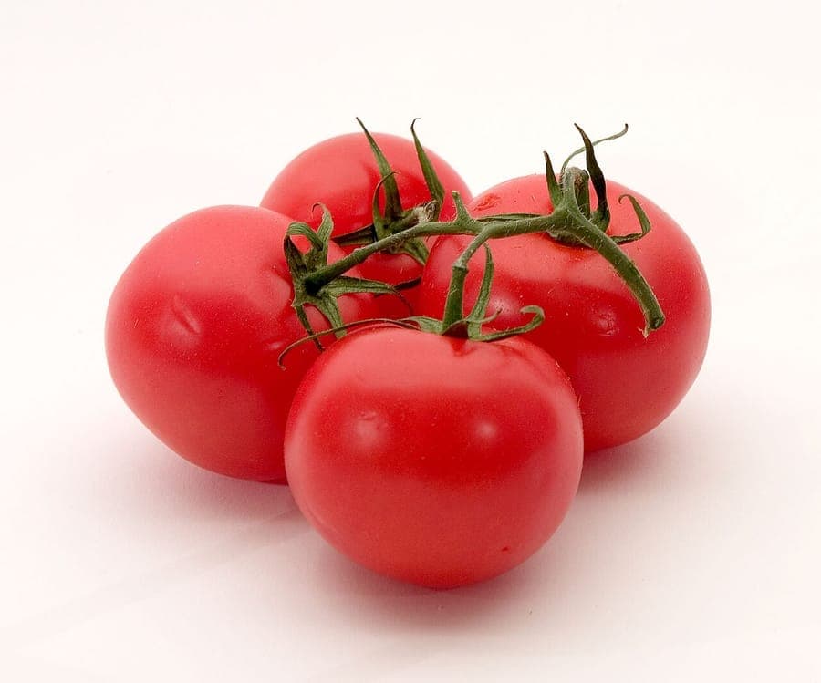 Tomates rouges mûres sur la plante dans un jardin ensoleillé