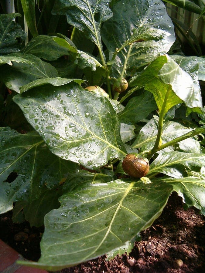 African eggplant plant with large fuzzy leaves and round green fruits in a garden bed