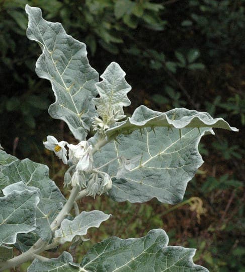 Solanum marginatum with distinctive foliage