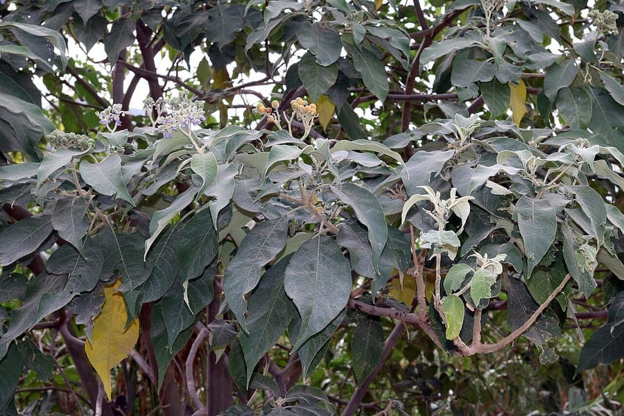 Solanum mauritianum avec ses fleurs pourpres et feuilles caractéristiques