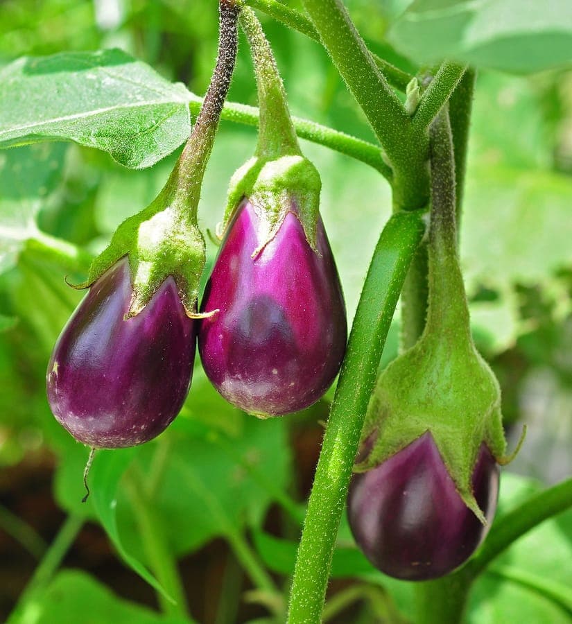 Ripe aubergines growing on plant in a sunny raised bed
