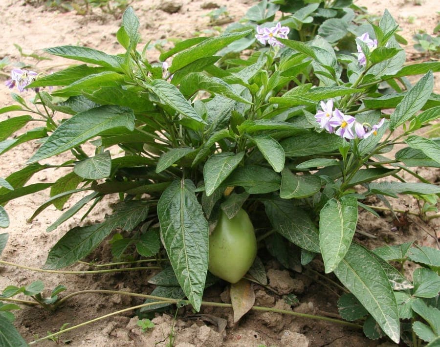 Pepino plant with ripe golden fruits