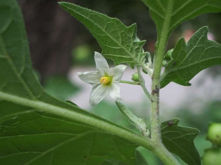 Solanum nigrum with small white flowers and characteristic black berries