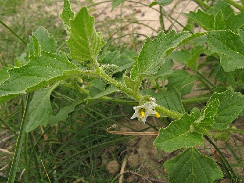 Argentine nightshade with glossy berries