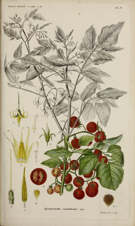 Currant-Tomatenpflanze mit kleinen roten Fruchten