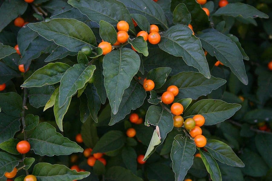Jerusalem-cherry with glossy green leaves and bright orange berries on a light background