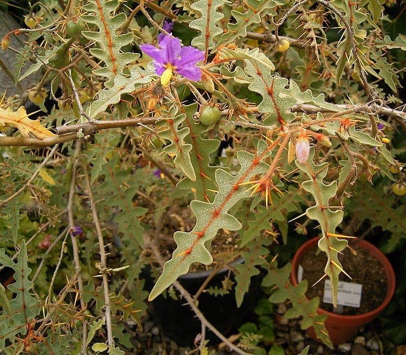 Porcupine-tomato plant with distinctive red thorns and elegant foliage