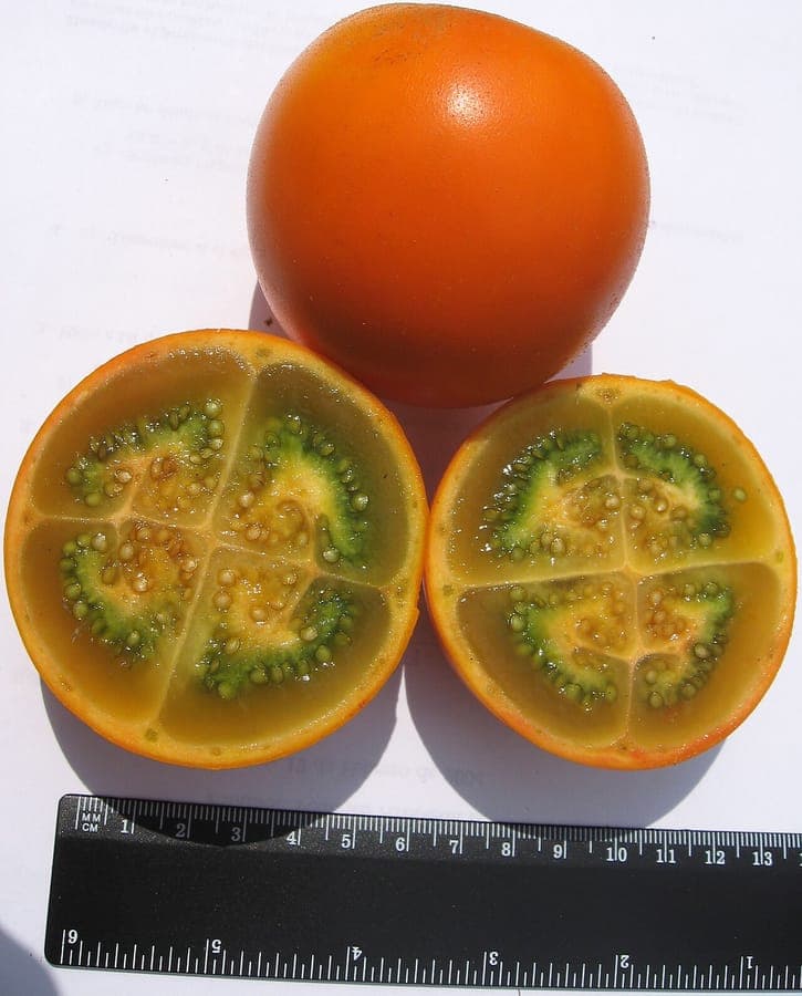 Naranjilla shrub with orange-red hairy fruits