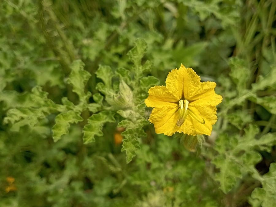 Plante de morelle rostrée avec fleurs jaunes et feuilles velues dans un jardin sec et ensoleillé