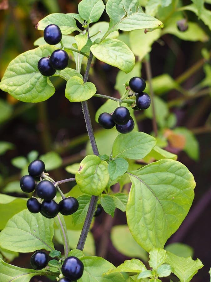 Garden huckleberry with purple flowers and dark berries