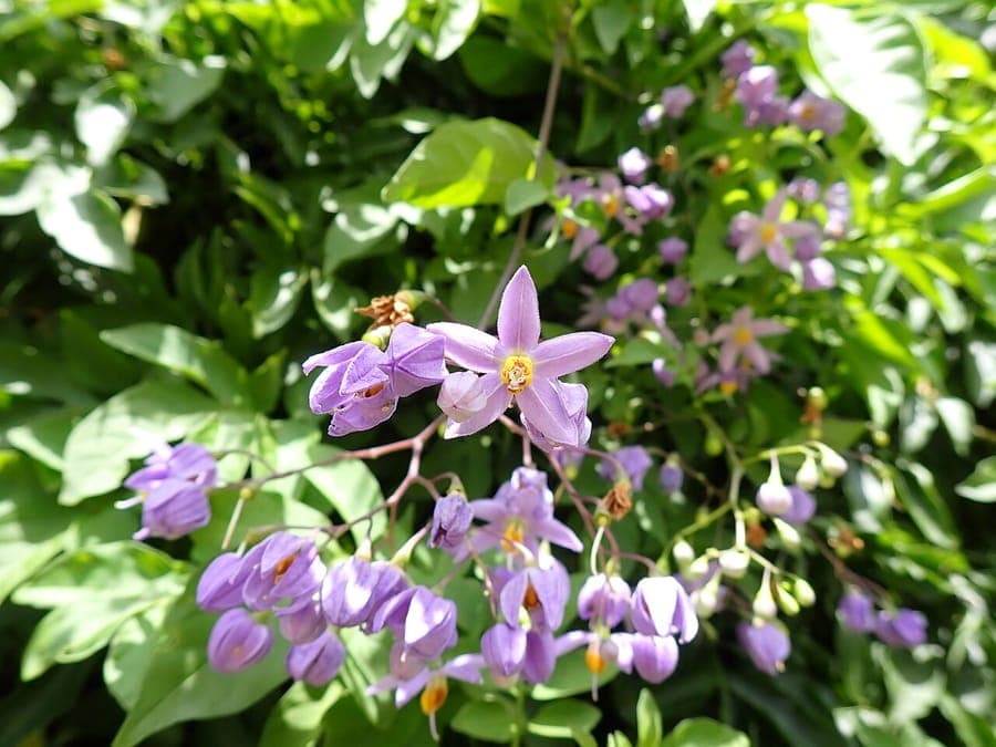 Brazilian nightshade with blue flowers and red berries