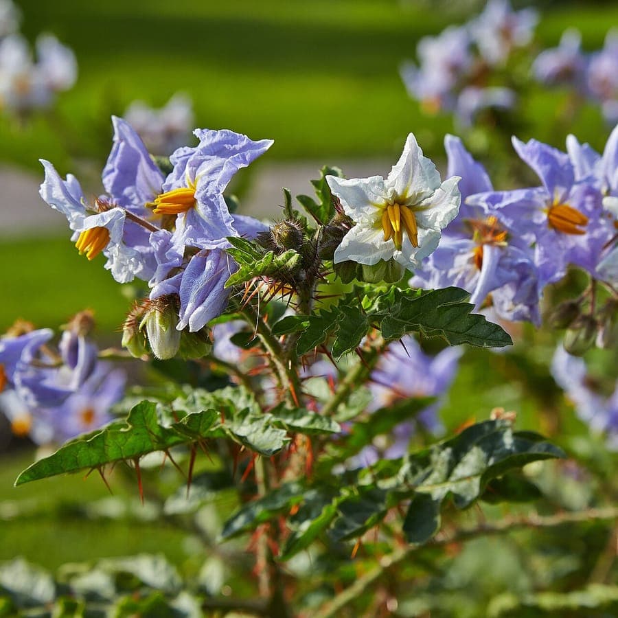 Morelle de Balbis avec ses baies orangées et ses feuilles piquantes en pleine floraison