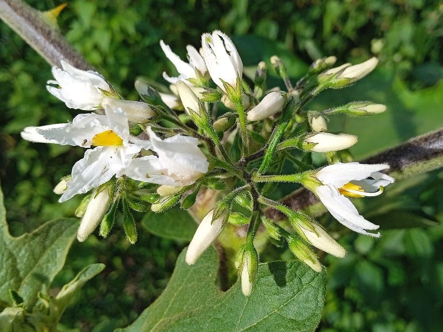 Solanum torvum portant petites baies caracteristiques ressemblant poivrons
