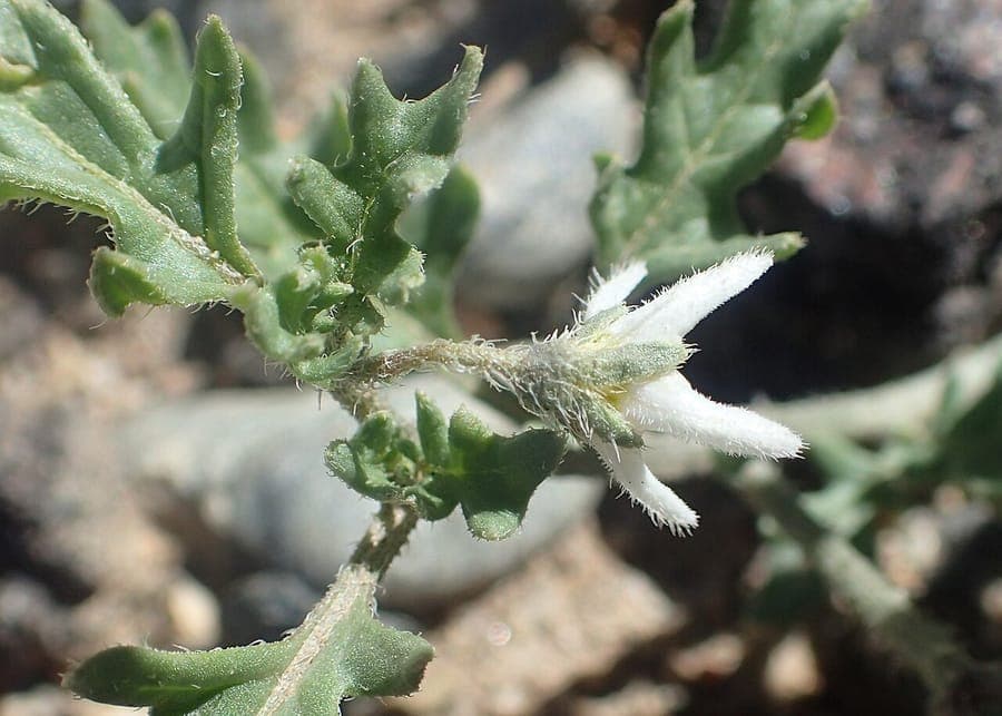Morelle à trois fleurs (Solanum triflorum) aux feuilles divisées