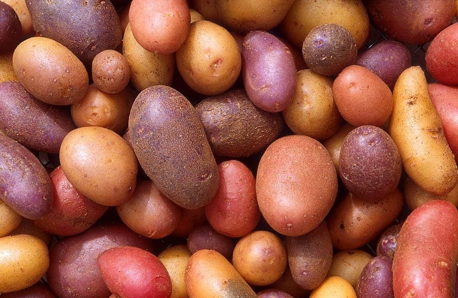 Vers geoogste aardappelen naast een groene aardappelplant in volle groei op een zonnige dag