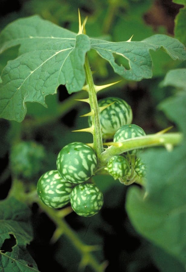 Solanum viarum avec des fruits jaunes