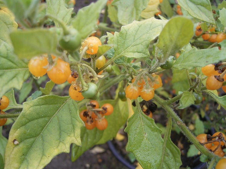 Red nightshade with orange berries and fuzzy green leaves growing in a partially shaded garden bed