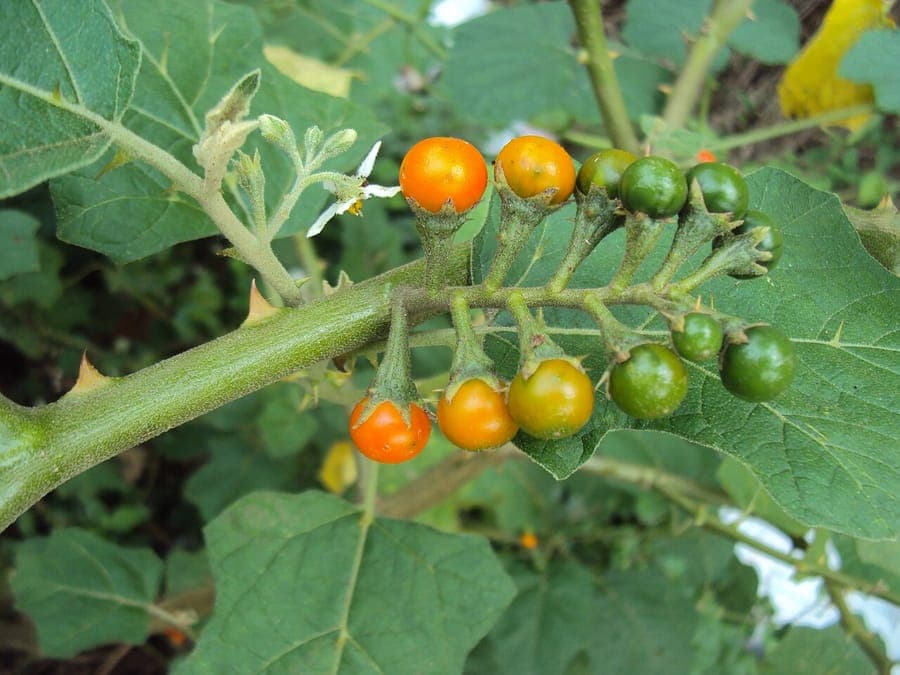Solanum violaceum Strauch mit violetten Bluten und dekorativen Beeren