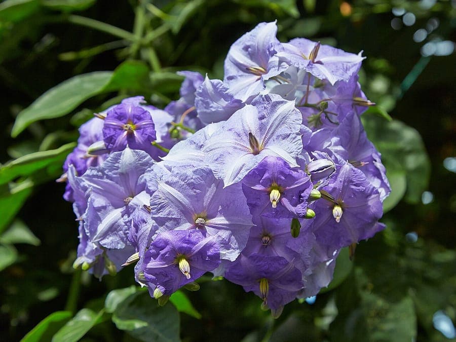 Costa-Rica-Nachtschatten in voller Blüte an einer Holzpergola im Sommer