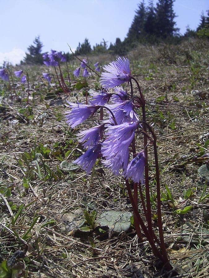 Soldanelle des Alpes avec ses delicates fleurs en forme de cloche bleue
