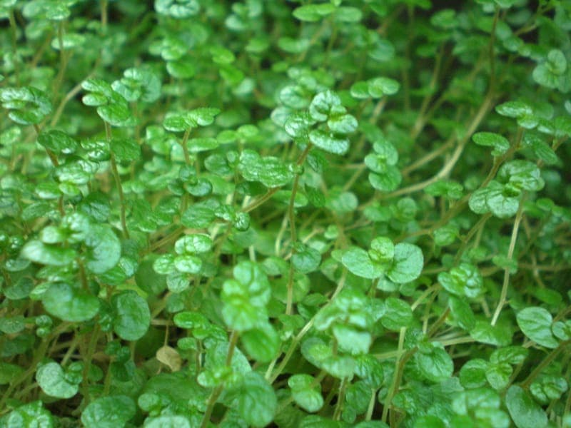 Soleirolia soleirolii Corsican carpet with fine green moss-like foliage