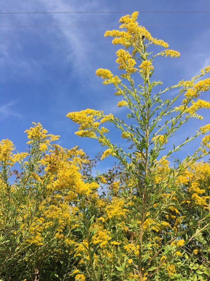 Canada goldenrod with golden yellow flower plumes