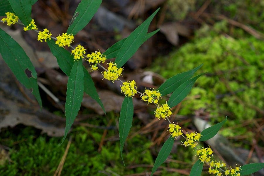 Solidago caesia with golden-yellow flowers along blue-green stems in a woodland garden