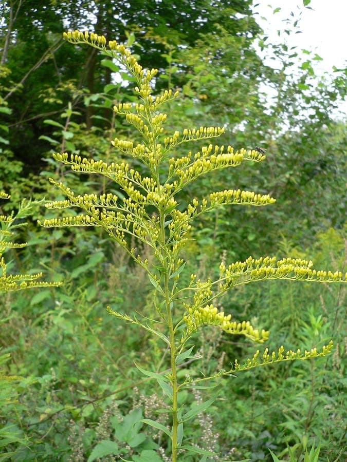 Canadian goldenrod plant with golden flower clusters