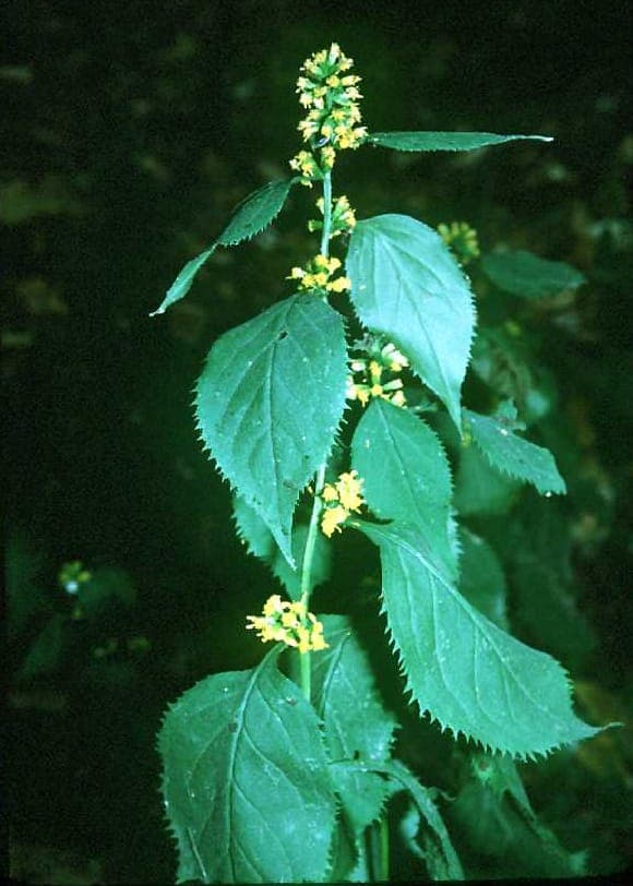 Solidago flexicaulis with zigzag stems and clusters of golden-yellow flowers in a woodland setting