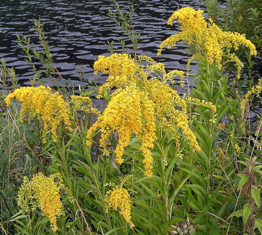Riesen-Goldrute Pflanze mit goldenen Blutendolden