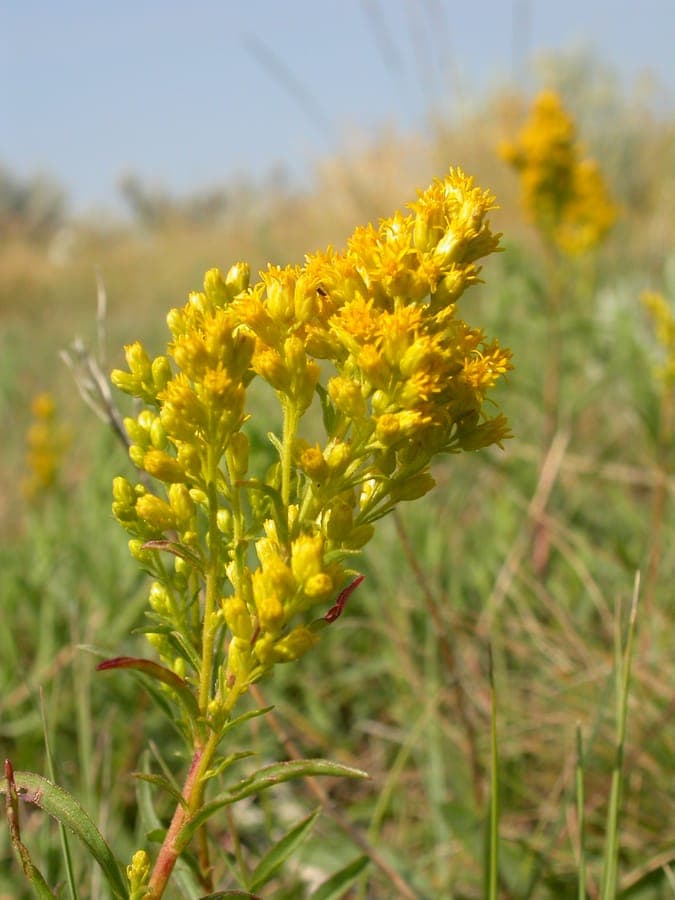 Solidago missouriensis prairie goldenrod with golden yellow flower plumes in late summer