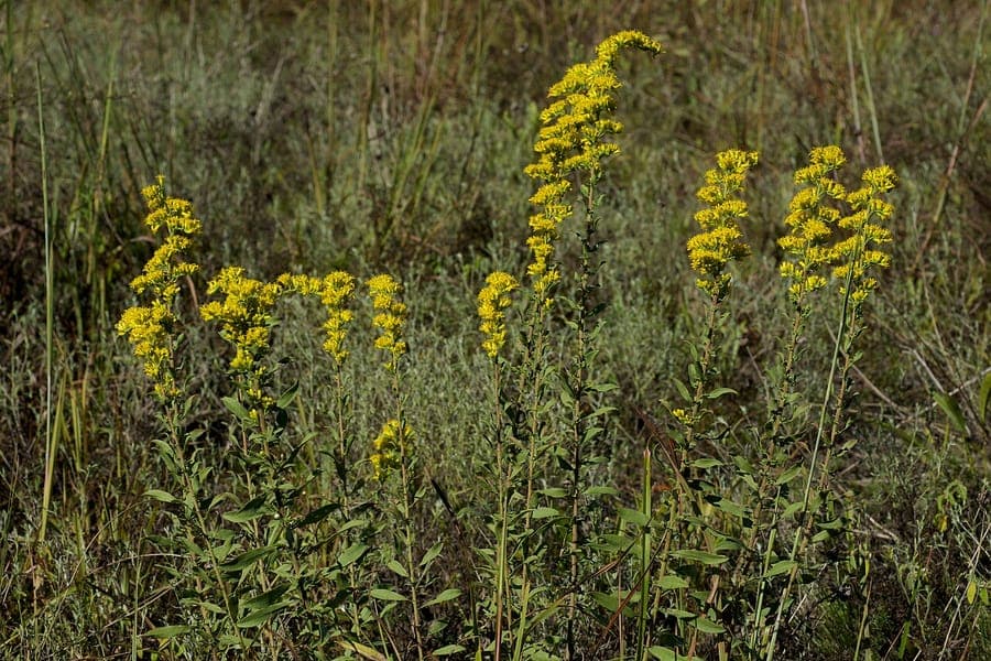 Grijze guldenroede met gele bloemen in herfstzon