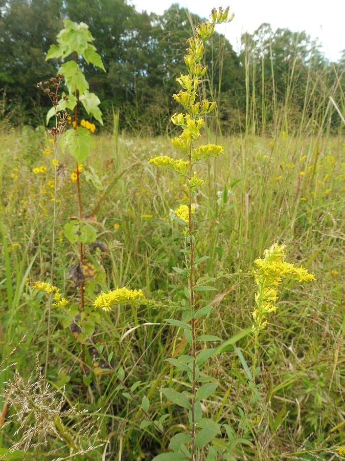 Solidago rugosa raue Goldrute mit goldengelben Bluten